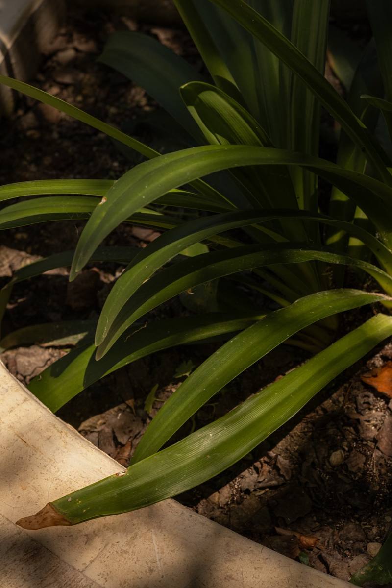 Nusa — details