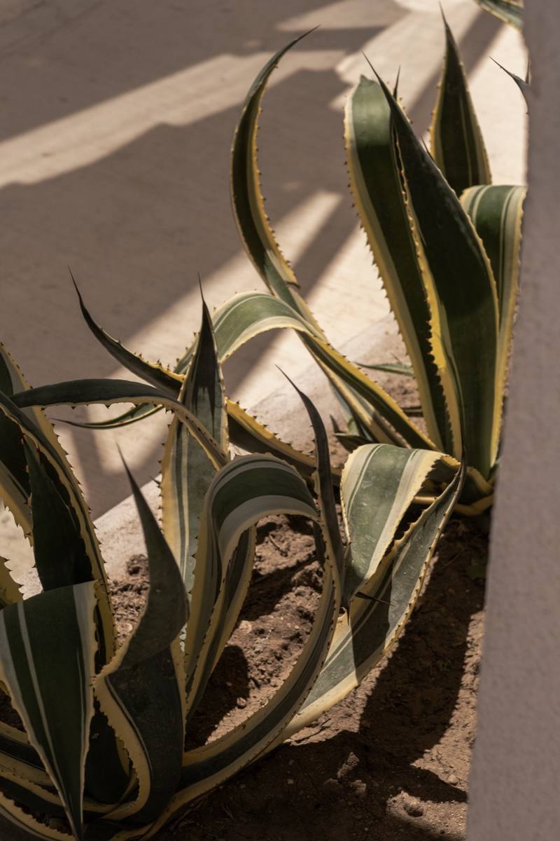 Nusa — details